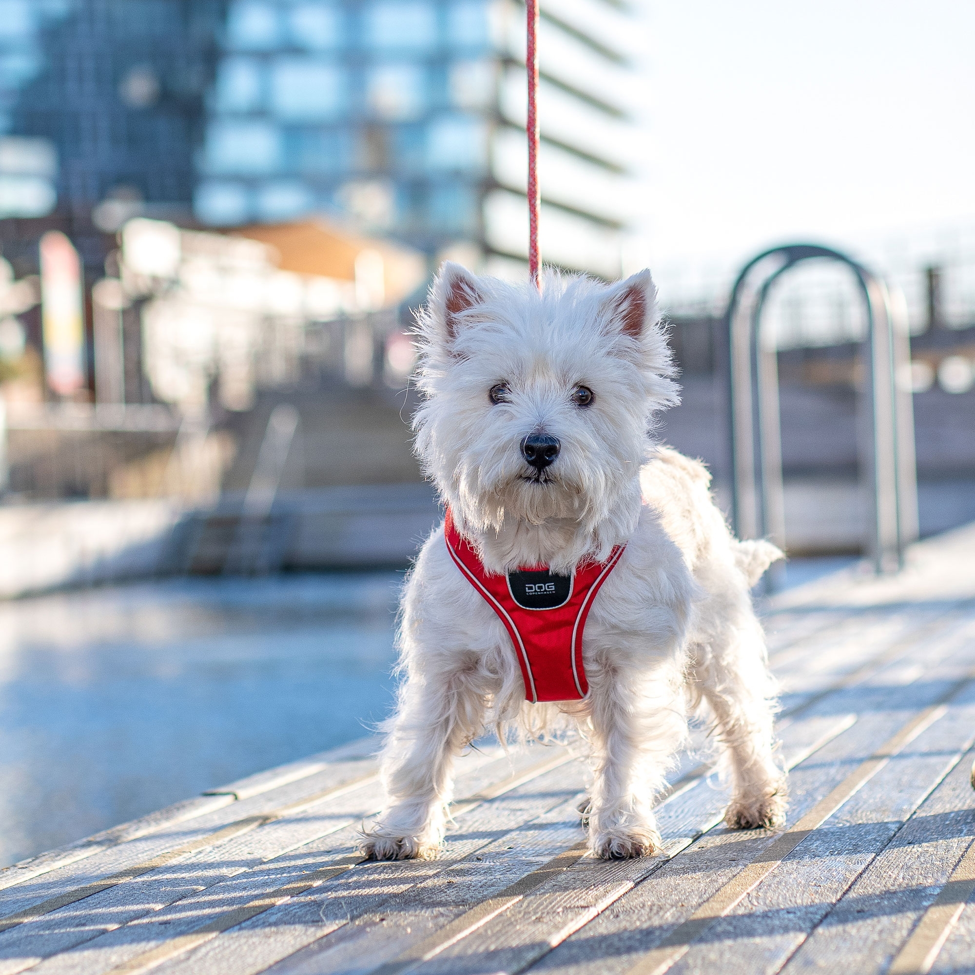 Pettorina Comfort Walk Go™