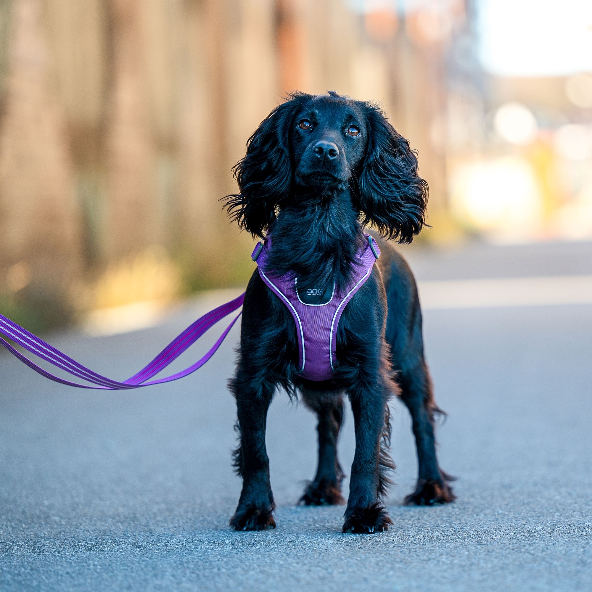 Pettorina Comfort Walk Go™