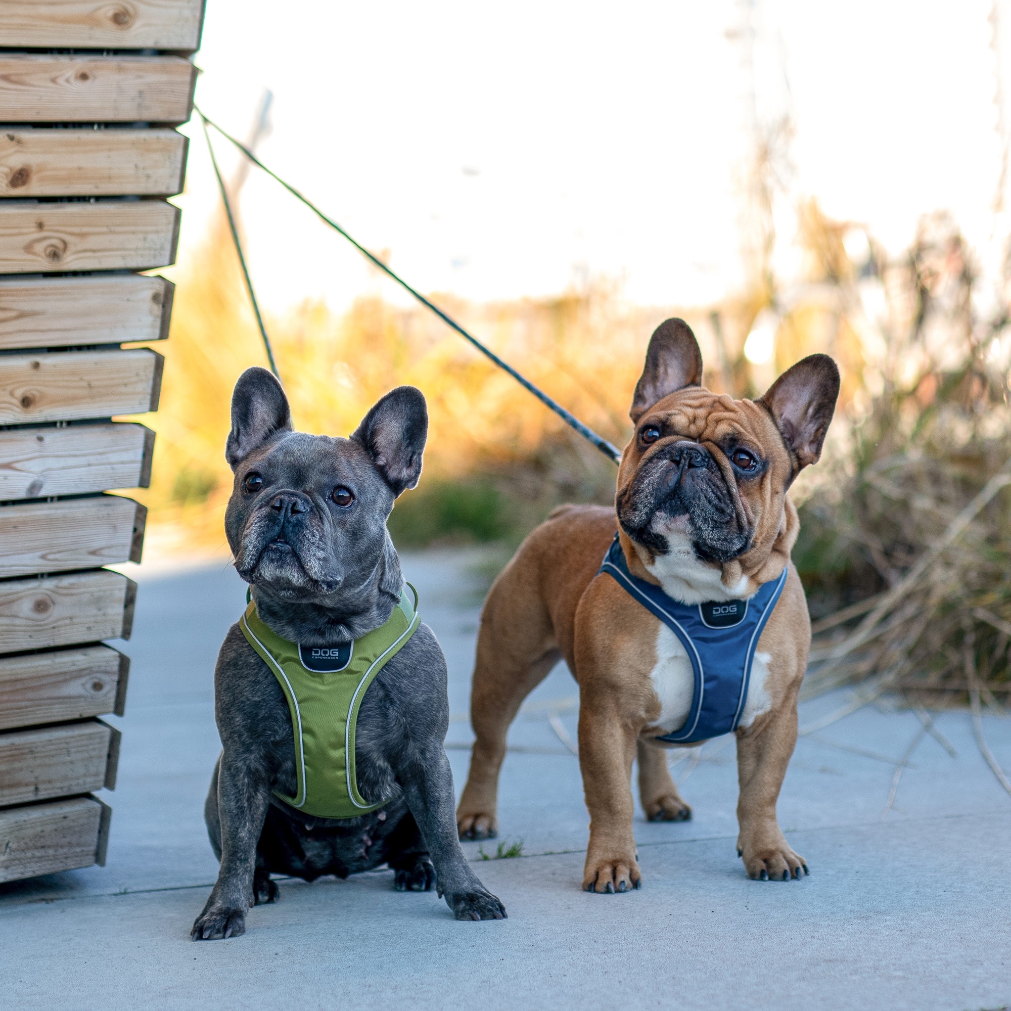 Pettorina Comfort Walk Go™