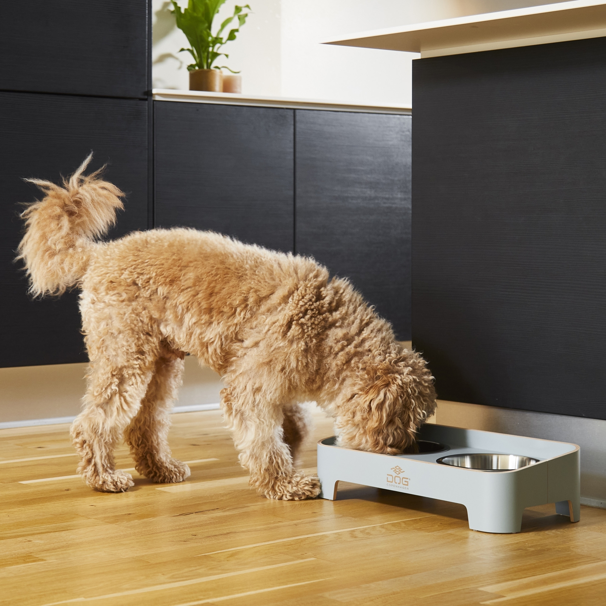 Bar pour chiens Skagen