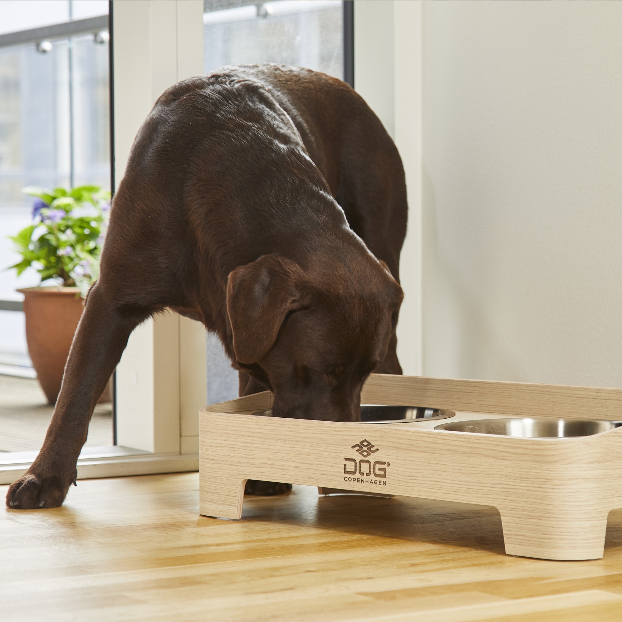 Bar pour chiens Skagen
