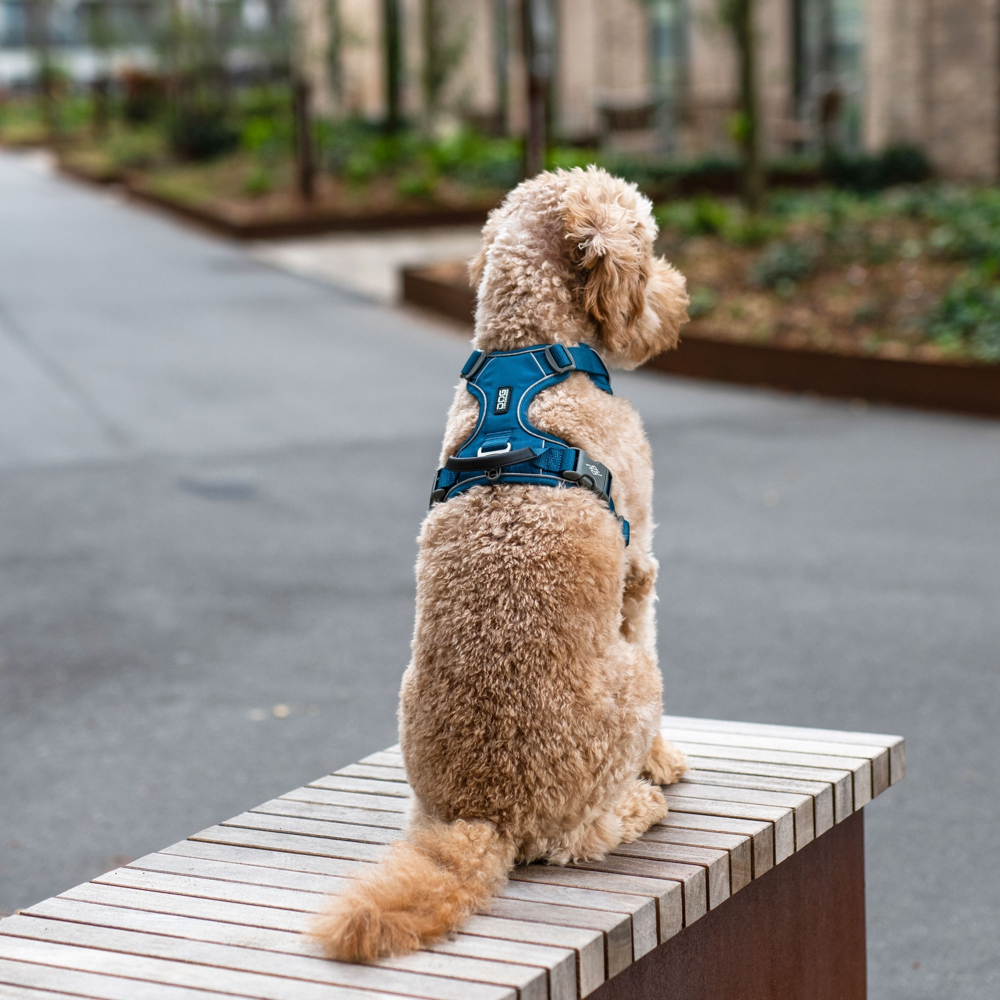Pettorina Comfort Walk Pro™