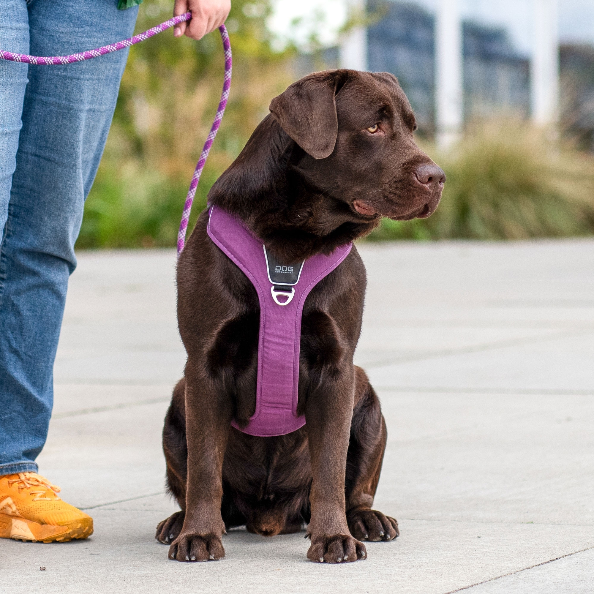 Pettorina Comfort Walk Pro™