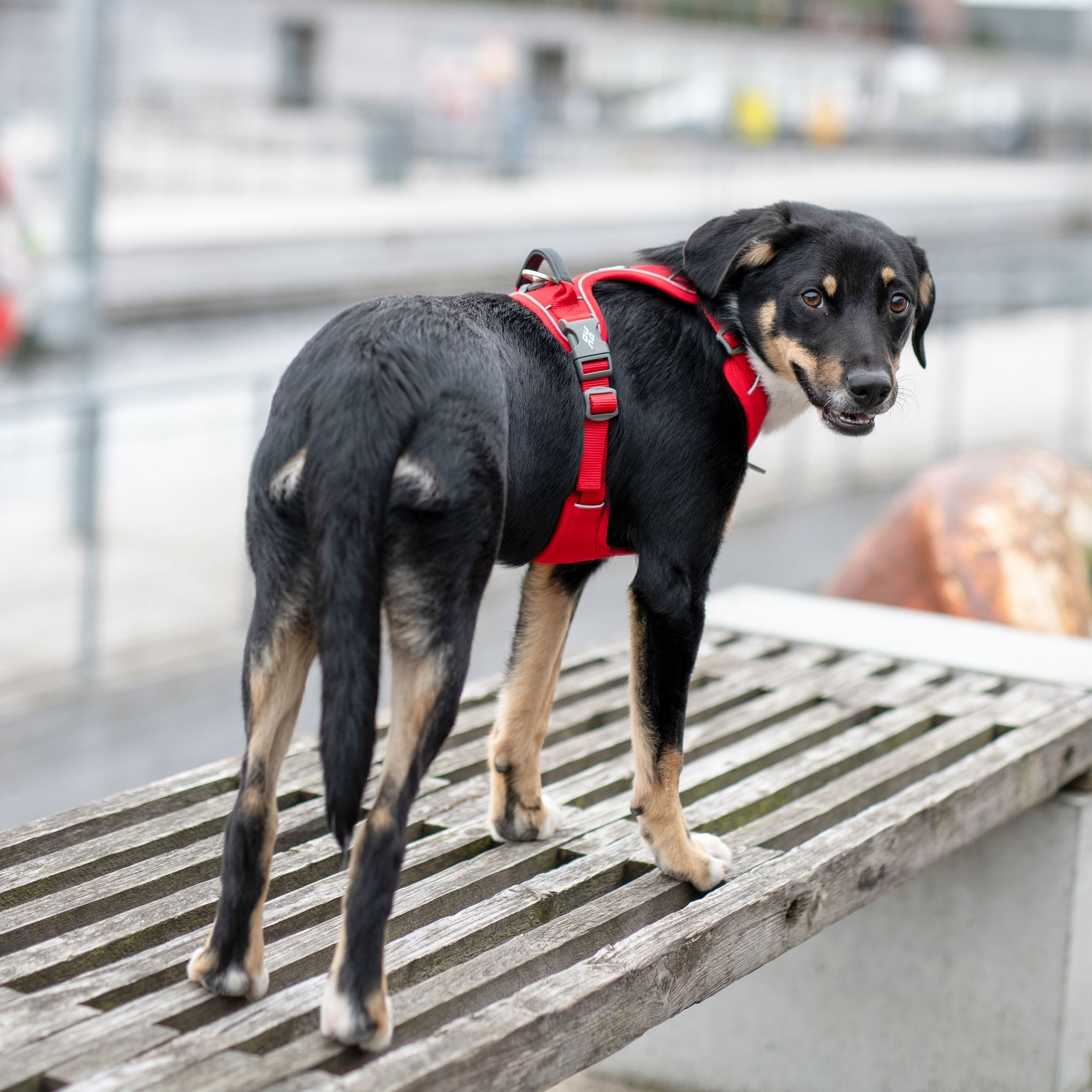 Pettorina Comfort Walk Pro™