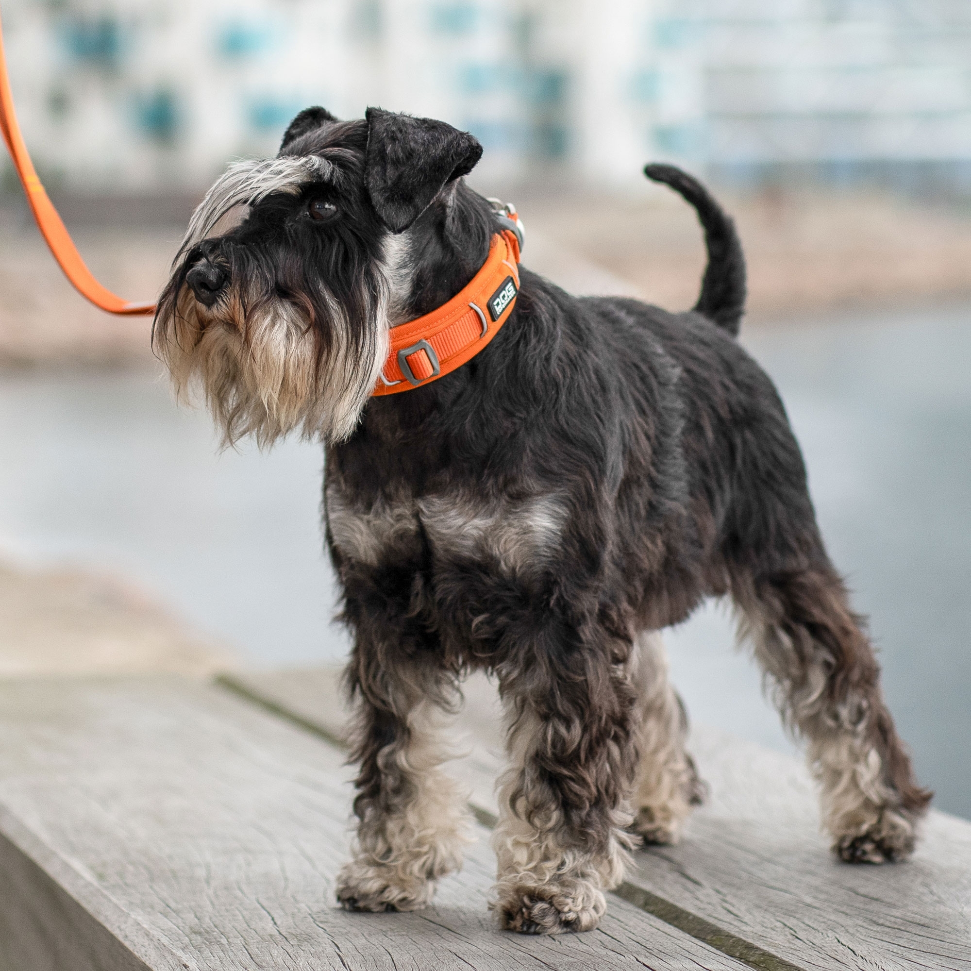 Urban Explorer™ Collar