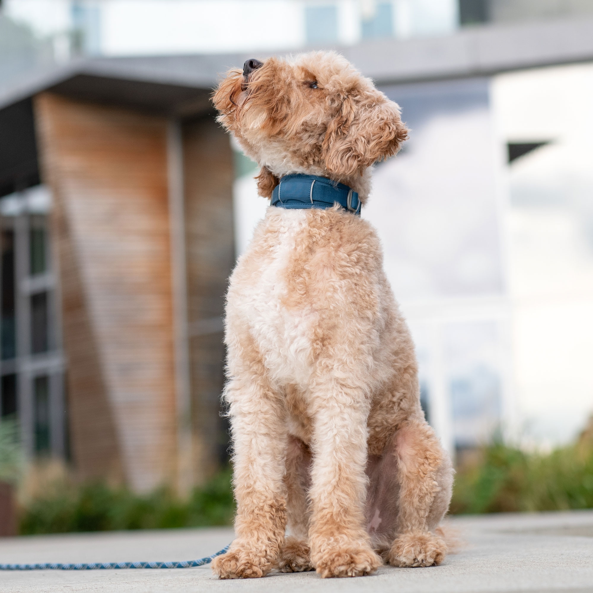 Urban Explorer™ Collier