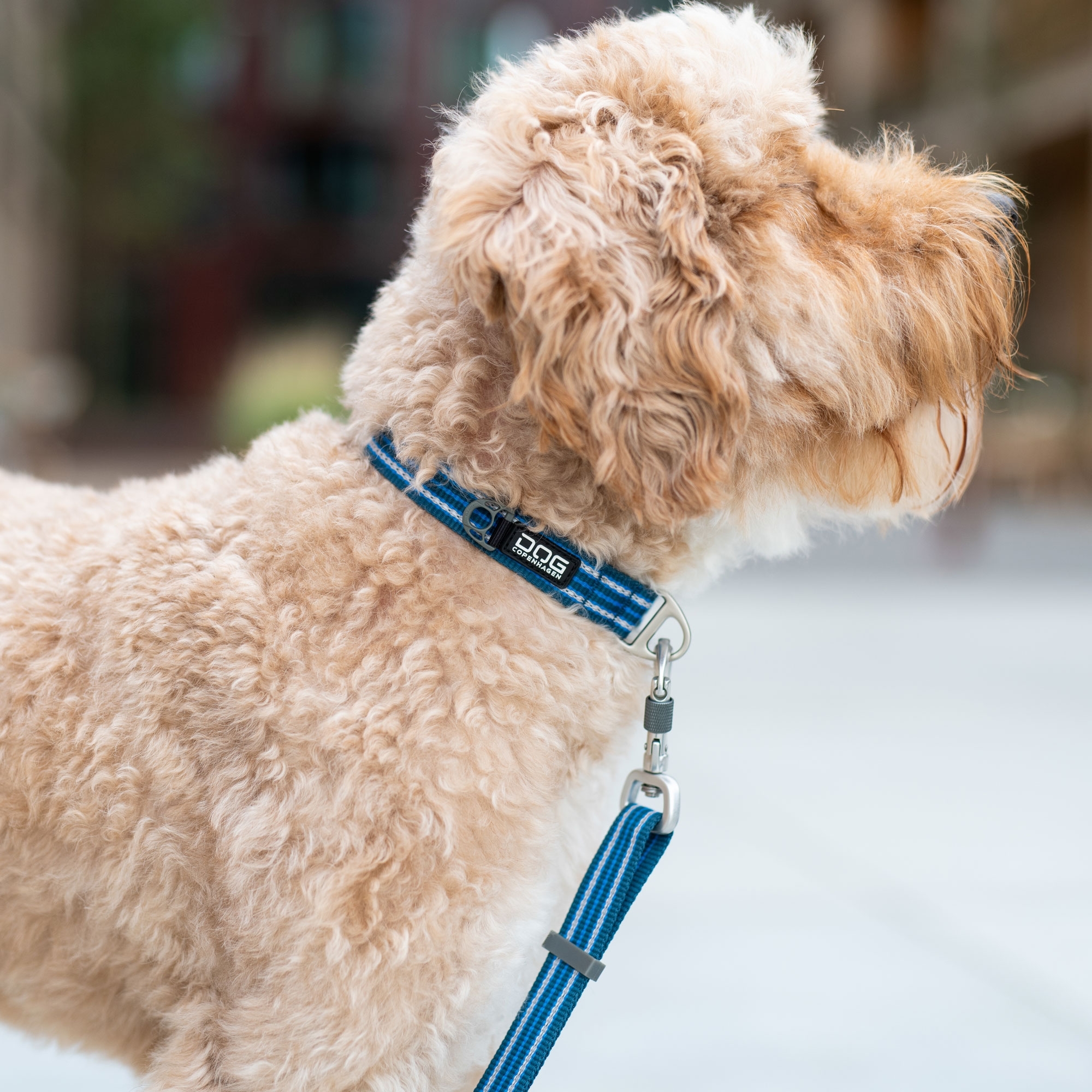 Collare Urban Style™